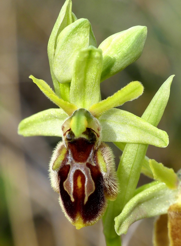 Ophrys exaltata subsp. archipelagi in Abruzzo marzo e aprile 2019